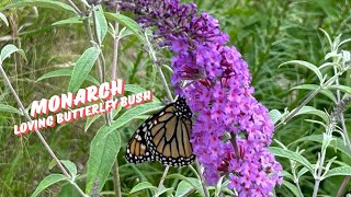 Butterfly Garden in Late July [upl. by Llertnov924]