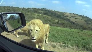 Driving Through the Lion Park [upl. by Telford559]