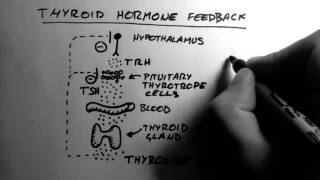 Thyroid Hormone 2  Feedback [upl. by Franck193]