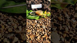 blackturmeric Kalihaldi karuppumanjal Karumanjal Nallapasupu blueturmeric plant 9325837843 [upl. by Yolanda]