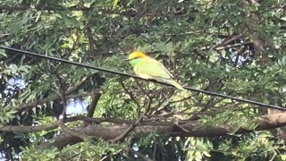 Bee Eater [upl. by Grayson]