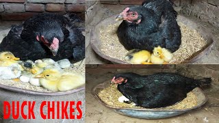 Broody Hen Hatching Ducklings and Fancy chicks  Can a chicken raise a duck Hen harvesting Eggs [upl. by Malliw]