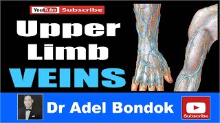 Upper Limb Veins Dr Adel Bondok [upl. by Hamer]