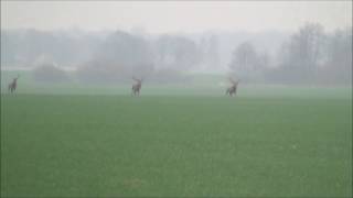 Drückjagd  Sauen und Rotwild [upl. by Anastasie370]