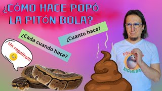 ¿Cómo hace POPÓ la PITÓN BOLA 💩🐍 [upl. by Arhez669]