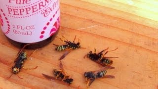 How To Get Rid Of Wasps Naturally [upl. by Elcarim]