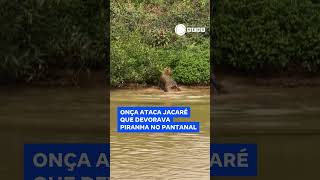 Onça ataca jacaré que devorava piranha no Pantanal 📲 RecordNews [upl. by Vassell]