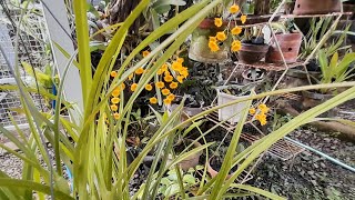 Anggrek Berbunga di Kebunku  Maxillaria tenuifolia D lindleyi dll [upl. by Nue]