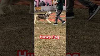 Husky Dog Karnal Dog Showyoutubedogshortshuskydoghuskylifehuskyloveviralvideohuskydoglovers [upl. by Hammer839]