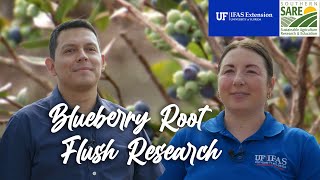 Blueberry Root Flush SARE Research [upl. by Romano]