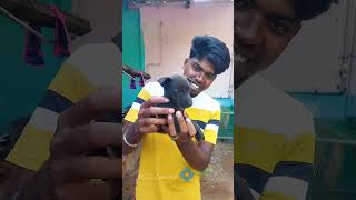 💥🐕 கைவிடப்பட்ட நாய் குட்டி ⁉️💦💢❤💥trending tamil petscorner doglover dog dogshorts doglovers [upl. by Chemaram49]