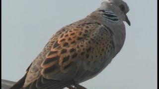 Tourterelle des bois  Turtledove  Turteltaube  Streptopelia turtur [upl. by Luca]