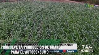 Se promueve la producción de granos para el autoconsumo  TvAgro por Juan Gonzalo Angel Restrepo [upl. by Rimola343]