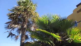 Palm Trees line the main street in Sechelt  BC Canada [upl. by Idnerb]