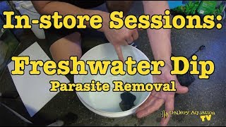 Instore Sessions Freshwater Dip Parasite Removal  Gallery Aquatica TV [upl. by Lewanna451]