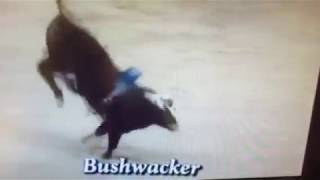 Bushwacker as a 2 Year Old [upl. by Diandre]