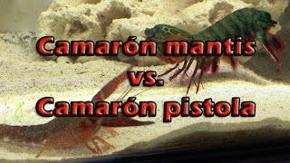 Camarón mantis vs Camarón pistola [upl. by Yllah]