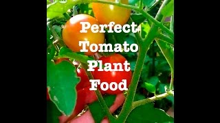 My Perfect Tomato Plant Food [upl. by Iy570]