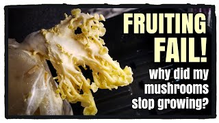 Mushroom Fruiting Issues and how to avoid them [upl. by Holton]