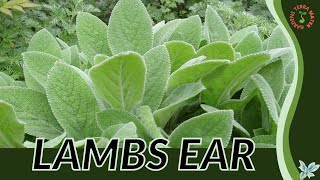 LAMBS EAR Information and Growing Tips Stachys byzantina [upl. by Akirahs]