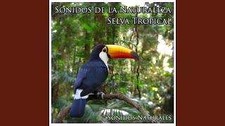 Sonidos de la Naturaleza Selva Tropical [upl. by Acsecnarf]