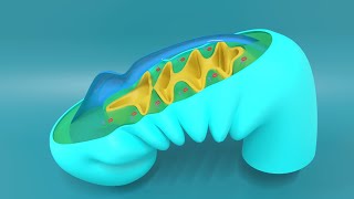 3D Embryology of Pharyngeal arches Pharyngeal Pouches Pharyngeal clefts and Pharyngeal Apparatus [upl. by Sherj]