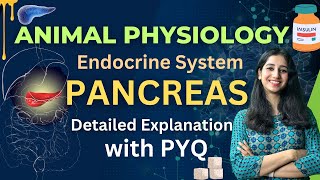 Pancreas and its hormone  Animal Physiology II Detailed Explanation amp Previous Year Questions I [upl. by Miller615]