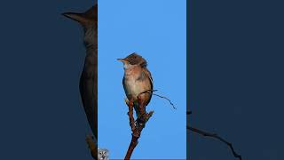 Common whitethroat Singing Beautiful Tornsanger chirping birds nature shorts Nikon coolpix p1000 [upl. by Anawk]