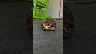 3 turtle shorts youtubeshorts viralvideo fyp trending motivation ytshorts memes wildlife [upl. by Trab]