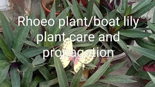 Rhoeo plant boat lily plant ki care and propagation  cutting से ऐसे लगाएं [upl. by Server]