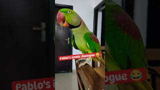 Pablo Parrot 🦜 iconic Dialogue 😂 shorts parrot funny cute talkingparrot viral [upl. by Ainosal]