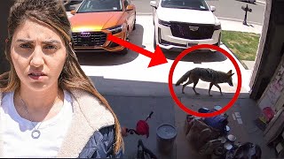 We Found a Coyote in our House security footage [upl. by Leiria]