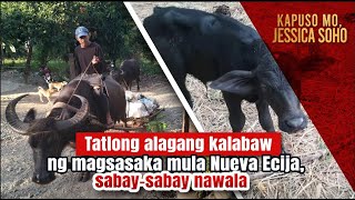 Tatlong alagang kalabaw ng magsasaka mula Nueva Ecija sabaysabay nawala  Kapuso Mo Jessica Soho [upl. by Charbonneau]