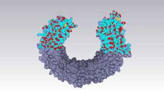 Molecular surface of tolllike receptor [upl. by Lorrac]