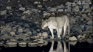 YouTube Okaukuejo Resort Wildlife Waterhole Live camera stream nwrnamibia [upl. by Lotsirb]