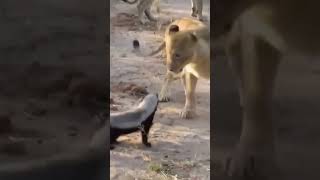 Honey badger vs Lions wildlife animals africansafari [upl. by Jocelyn]