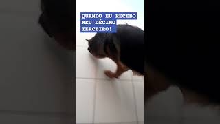 ADESTRADOR DE CÃES TAQUARA RJ [upl. by Nyre]