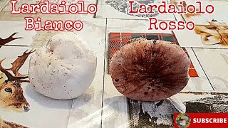 Lardaioli Rossi e Lardaioli Bianchi Hygrophorus russula e Hygrophorus penarioides 🍄‍🟫 [upl. by Ginder]