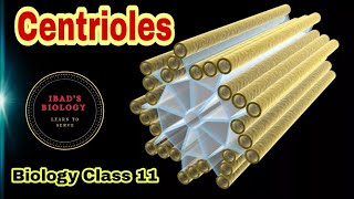 Centrioles  Cell structure and functions  Ibad Biology [upl. by Olpe]