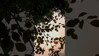 Chhathi mai🙏🌄shortsviral nature viralvideo viralshort chhattisgarh viralshorts shorts short [upl. by Mahan871]