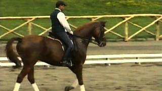 MANUALE DI EQUITAZIONE 7 di 7 Il Dressage [upl. by Nerrual326]