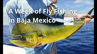 A Week of Fly Fishing in Baja Mexico using lamson reels and rods fishing flyfishing fish [upl. by Ger]