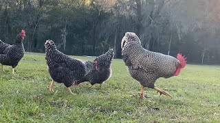 Barred rock chickens🐓 [upl. by Anoiek]