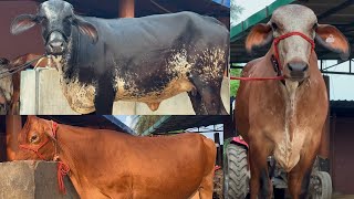 WATCH All BREEDS IN THIS VIDEO 👉🏻 GIRLANDOAYRSHIRE GIR JERSEY amp HF CHOPRA DAIRY FARM 7009645902 [upl. by Vernor]