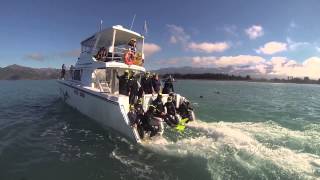 Swim with Dolphins in Kaikoura Kaikouras best dolphin watching experience [upl. by Stedt]