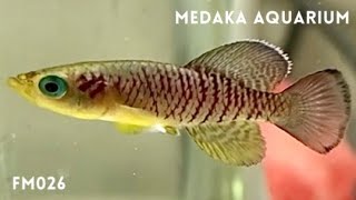 ノソブランキウス ギュンテリー レッド／Nothobranchius guentheri red（卵生メダカ／killifish） Shorts [upl. by Dorie496]