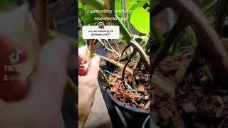 Propagate your Monstera Albo using its Aerial Roots [upl. by Mendez]