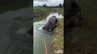 Talent buffalo Jump in the River shorts [upl. by Henke825]