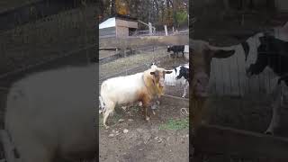 Dreamer the fainting goat in rut [upl. by Ermeena]