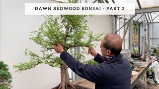 Creating Dawn Redwood Bonsai  Part 2 [upl. by Samul21]